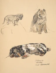 Pekinese, Chow e Spaniel, 1930, Illustrazioni dal suo Sketch Book usato per Just Among Friends, Aldin, Cecil Charles Windsor (1870-1935), successivamente pubblicato da Eyre and Spottiswoode Limited, 1934