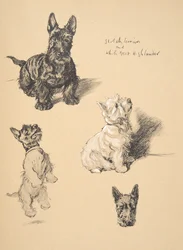 Terrier Scozzese e Highlander Bianco Occidentale, 1930, Illustrazioni dal suo Sketch Book usato per Just Among Friends, Aldin, Cecil Charles Windsor (1870-1935), successivamente pubblicato da Eyre and Spottiswoode Limited