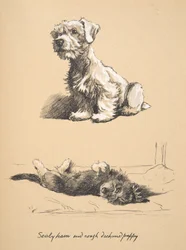 Sealyham e Cucciolo di Rough Dachund, 1930, Illustrazioni dal suo Sketch Book usate per Just Among Friends, pubblicato successivamente da Eyre e Spottiswoode Limited, 1934