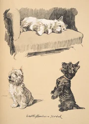 West Highlanders e Scotch, 1930, Illustrazioni dal suo Sketch Book usate per Just Among Friends, pubblicato successivamente da Eyre e Spottiswoode Limited, 1934