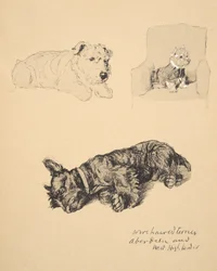 Terrier a Pelo Ruvido, Aberdeen e Highlander Occidentale, 1930, Illustrazioni dal suo Sketch Book usato per Just Among Friends, Aldin, Cecil Charles Windsor (1870-1935), successivamente pubblicato da Eyre and Spottiswoode Limited