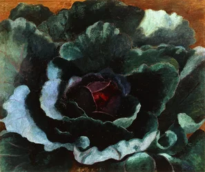 Cavolo