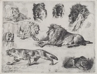 Studio di leoni