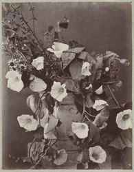 Studio di fiori con vaso di Colonia