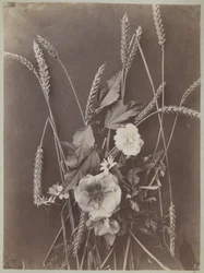 Studio di fiori con spighe di grano