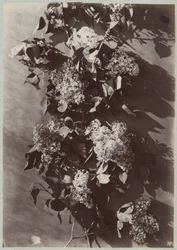 Studio di fiori con rami
