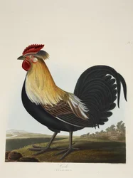 Gallo, Phasianus, da 