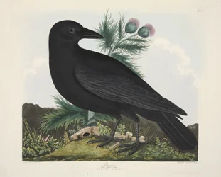 Corvo, Corvus Corai, da 