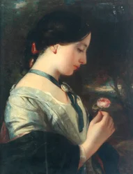 Una rosa inglese