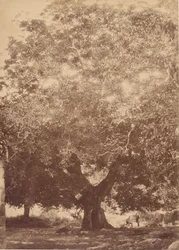 Il noce dell