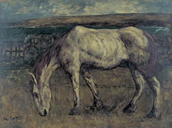 Vecchio cavallo nel deserto