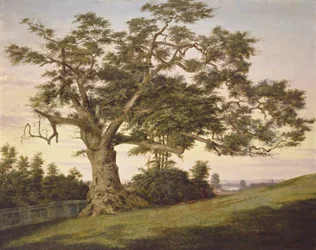 Il Charter Oak