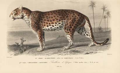 Leopardo, da "Dictionnaire Universel d