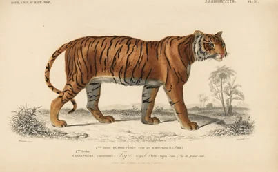 Tigre reale, da "Dictionnaire Universel d