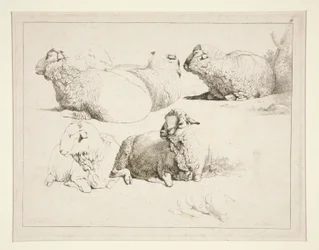 Pecore al pascolo