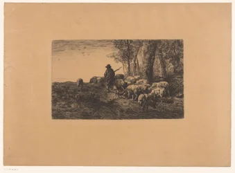 Pastore con gruppo di maiali