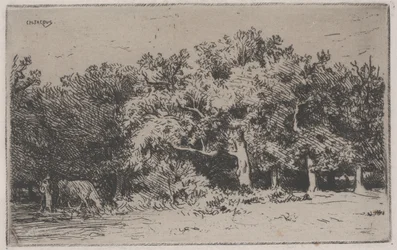 Un angolo della foresta di Fontainebleau