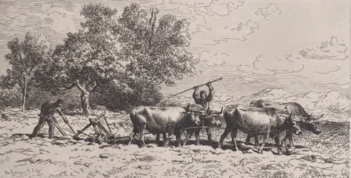 Attelage de Boeufs