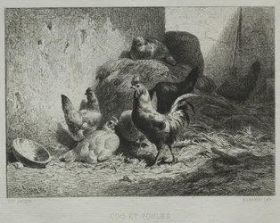 Gallo e galline.