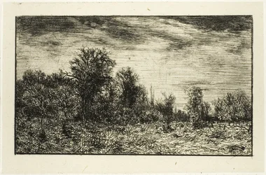 Bordo di un bosco, sotto cielo nuvoloso
