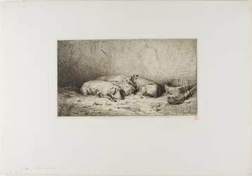 Quattro maiali addormentati