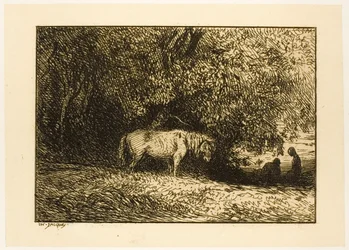Cavallo in un bosco