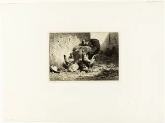 Gallo e galline