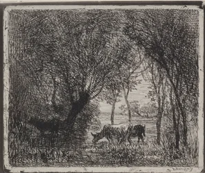 Mucche nel bosco