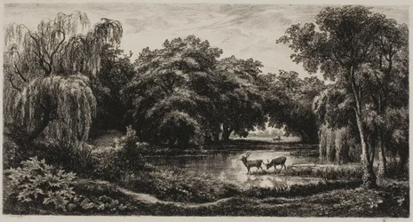Palude con cervi