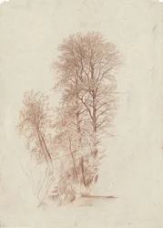 Studio di due alberi slanciati e alcuni più piccoli con foglie