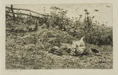 La gallina e i suoi pulcini