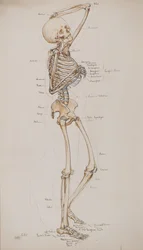 Studio [Scheletro umano (ossa con didascalie)], c.1884