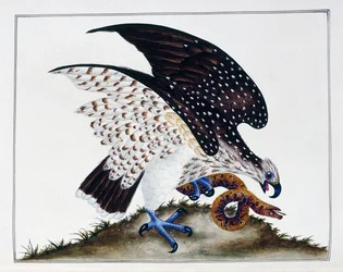Uccello rapace con serpente, 1808-21