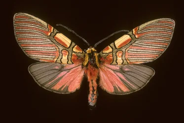 Anaxita constricta