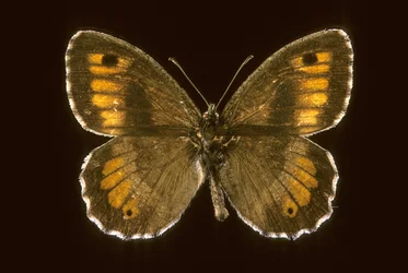 Arethusana arethusa, Piccolo agreste