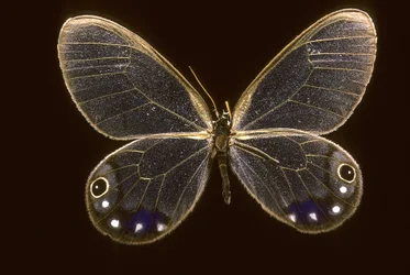 Cithaerias esmeralda