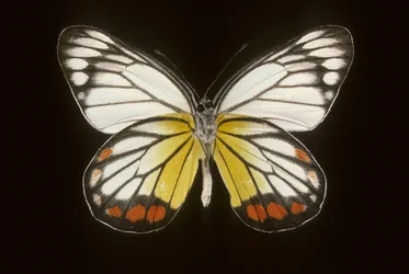 Delias hyparete, Maschio