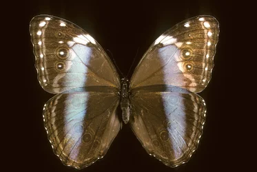 Morpho achilles, Femmina