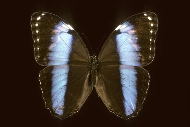 Morpho achilles, Maschio