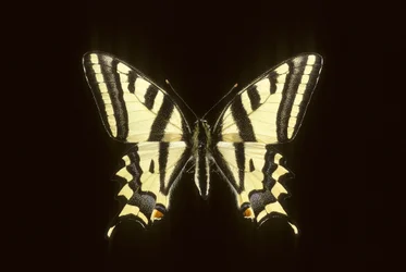 Papilio alexanor, Alexanor