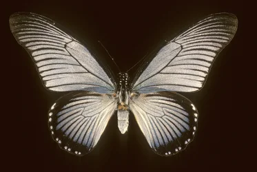 Papilio zalmoxis, Vela blu