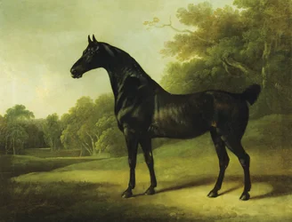 Un cavallo baio in un paesaggio boscoso
