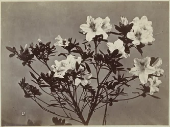 Natura morta con fiori e gigli