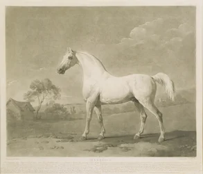 Mambrino, dopo George Stubbs, 1788
