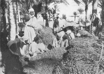 Raccolta di Datteri a Gabes, c1913