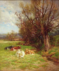Bovini al pascolo