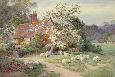 Pecore fuori da un cottage in primavera