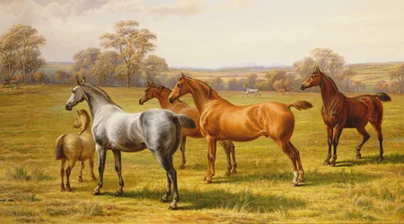 Cavalli e puledro in un campo