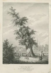 Lichfield - Il salice del 