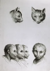 Somiglianze tra la testa di un gatto e un uomo, da 